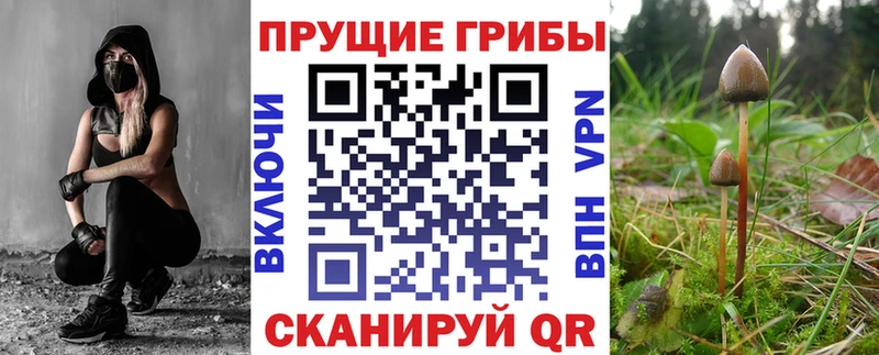 Псилоцибиновые грибы Psilocybe  как найти   Власиха 